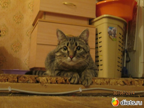 39 фото: Кашкай Котовский