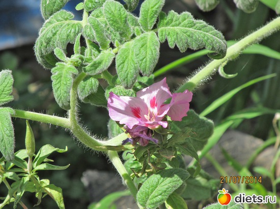 98 ����: �����-����-����� 2013 - 2015