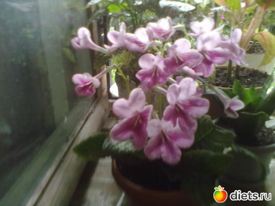 9 фото: Стрептокарпус