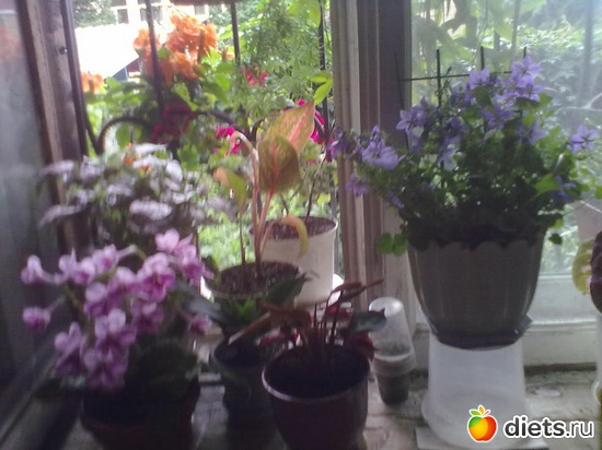 10 фото: Стрептокарпус