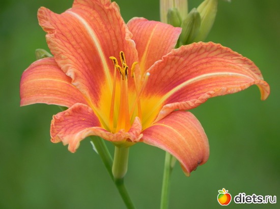 Nikon COOLPIX P100, ������: ������� ������������ ���� "������� �����" �����