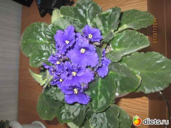 1 фото: мои цветочки