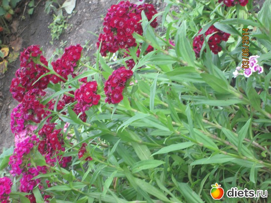 2 фото: мои цветочки