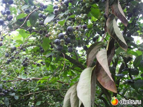��� ��������� Heidelbeeren - �������, ������: ������� �������