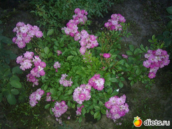 роза, альбом: мой сад