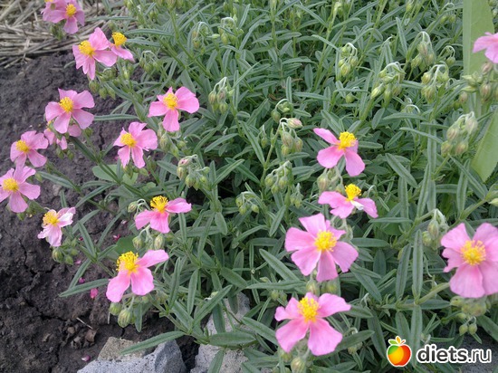 солнцецвет.многолетник, альбом: мой сад