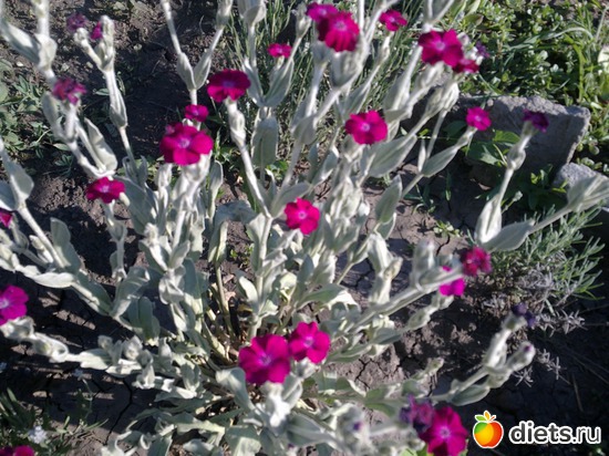 многолетник, альбом: мой сад