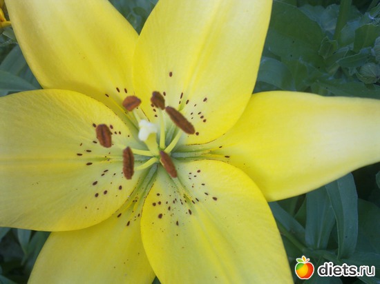 лилия, альбом: мой сад