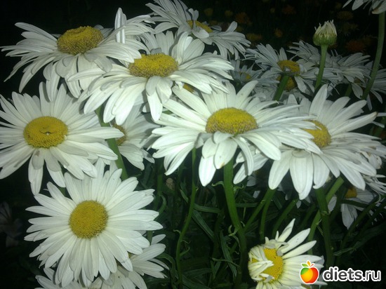 ромашка садовая, альбом: мой сад