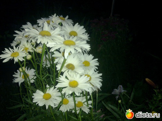 17 фото: мой сад