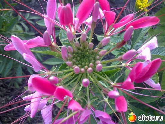 клеома, альбом: мой сад