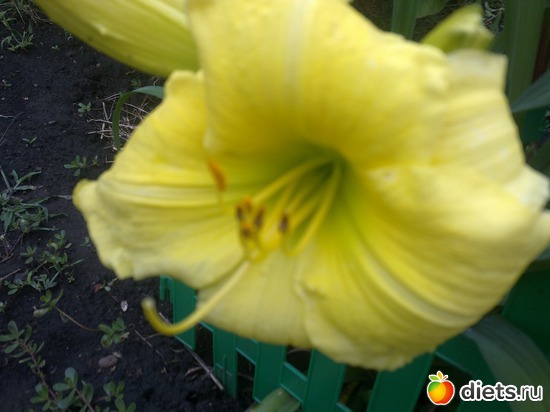 лилейник, альбом: мой сад