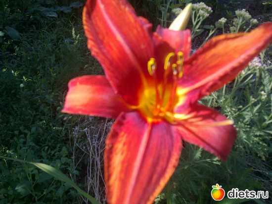 лилейник, альбом: мой сад