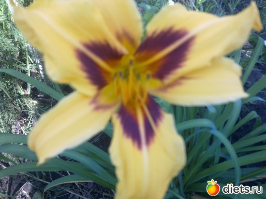 лилейник, альбом: мой сад