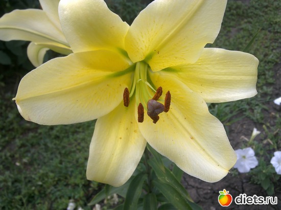 лилия, альбом: мой сад