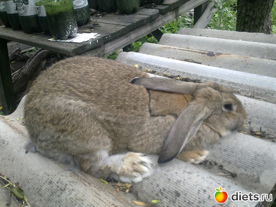 великан, альбом: мой сад