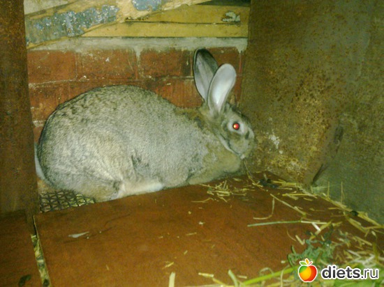 зайчиха, альбом: мой сад