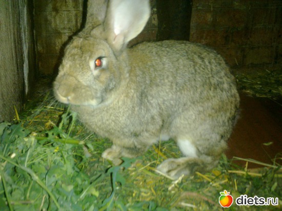 крол, альбом: мой сад