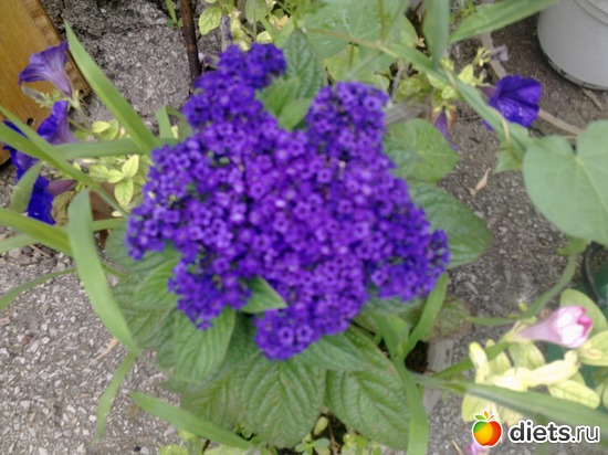 27 фото: мой сад