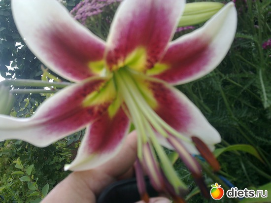 лилия, альбом: мой сад