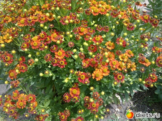 гелениум многолетник, альбом: мой сад