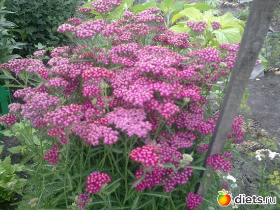 тысячелисник многолетник, альбом: мой сад