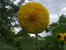 подсолнух декаративный