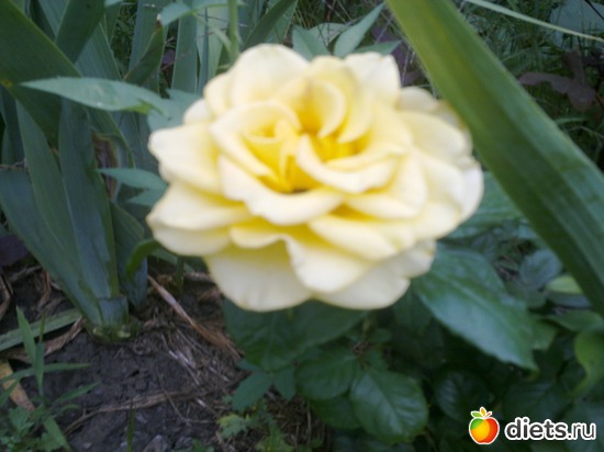 роза, альбом: мой сад