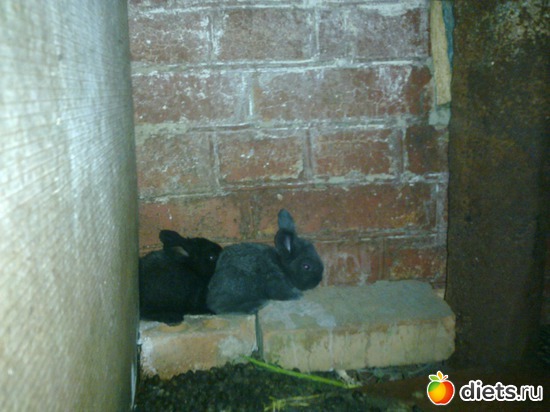 1 фото: мой сад