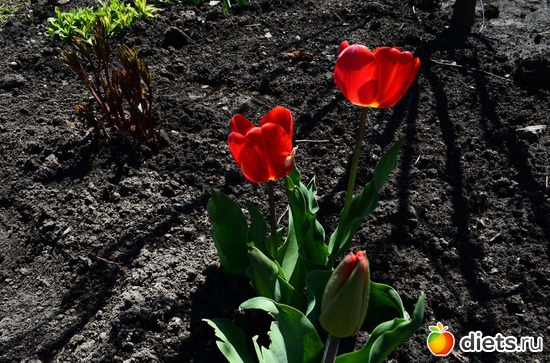 6 фото: Весна