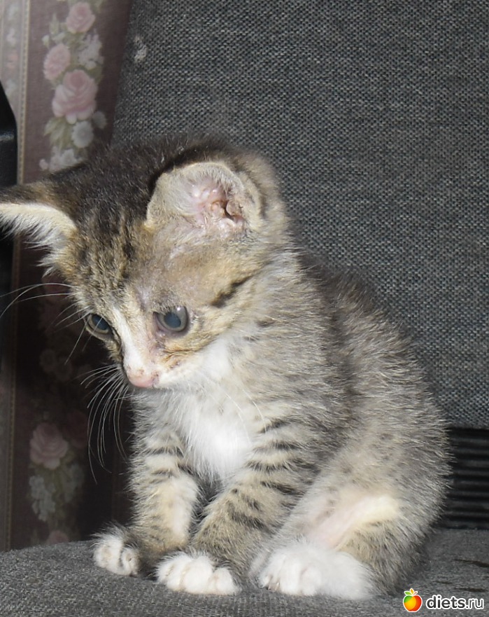 История одного котенка