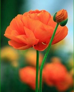 � ���������)))