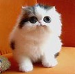 Один день из жизни кота