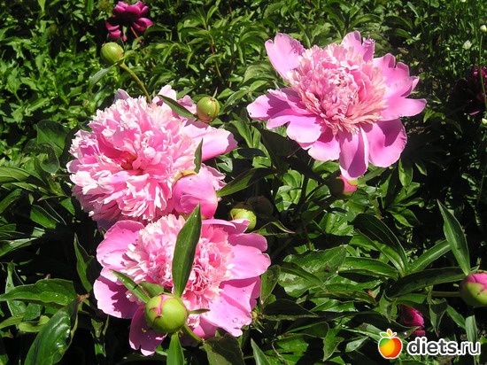 49 фото: Дачные радости