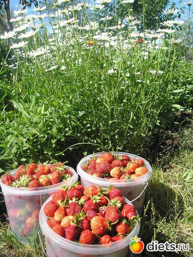 51 фото: Дачные радости