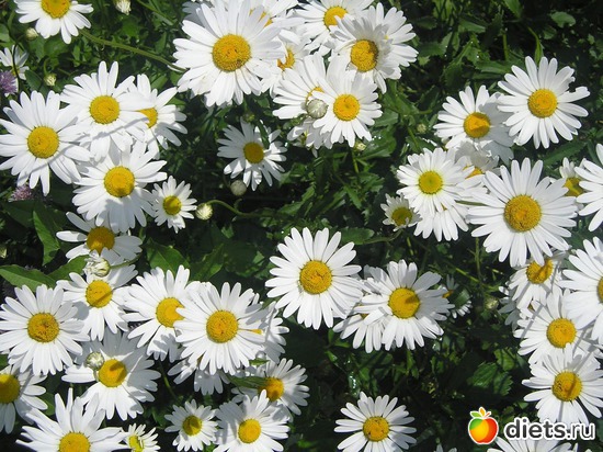 52 фото: Дачные радости