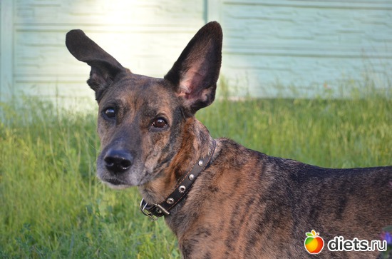 1 фото: Дейзи (порода родословный дворянин)))