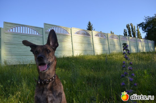 3 фото: Дейзи (порода родословный дворянин)))