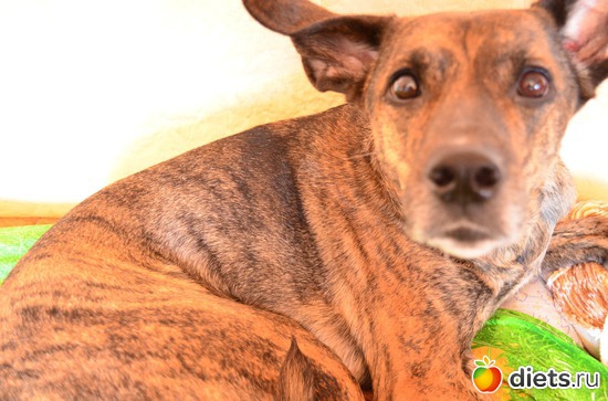 4 фото: Дейзи (порода родословный дворянин)))