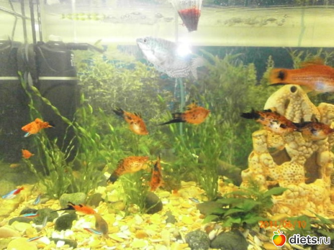 3 фото: Моя рыбная ферма