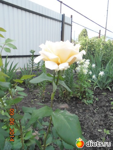 61 фото: просто