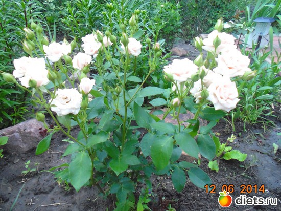 62 фото: просто