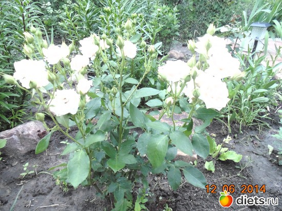 63 фото: просто