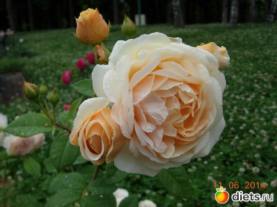 30 фото: Цветы