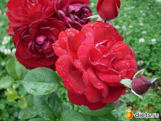 31 фото: Цветы