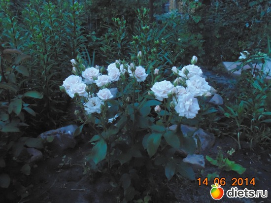 65 фото: просто