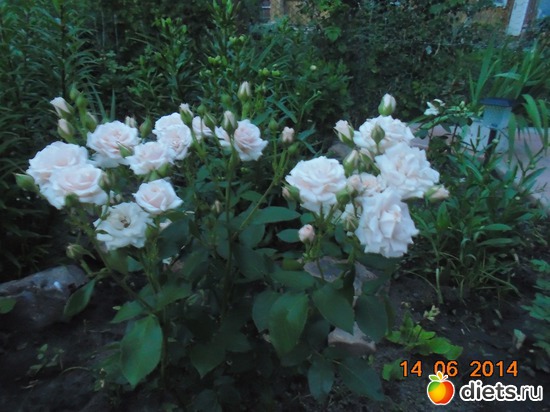 66 фото: просто