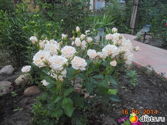 68 фото: просто