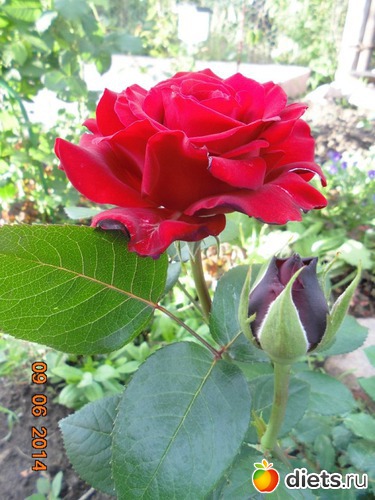 70 фото: просто