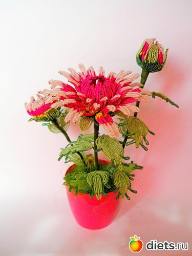 хризантема, альбом: МОИ РУКОДЕЛОЧКИ